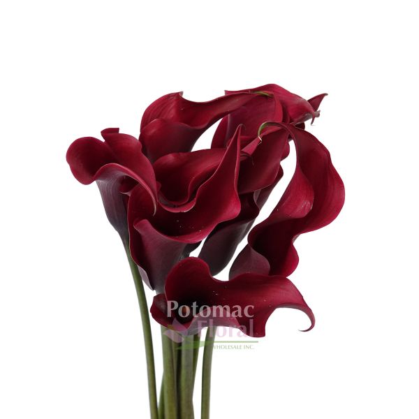 Red calla online lily